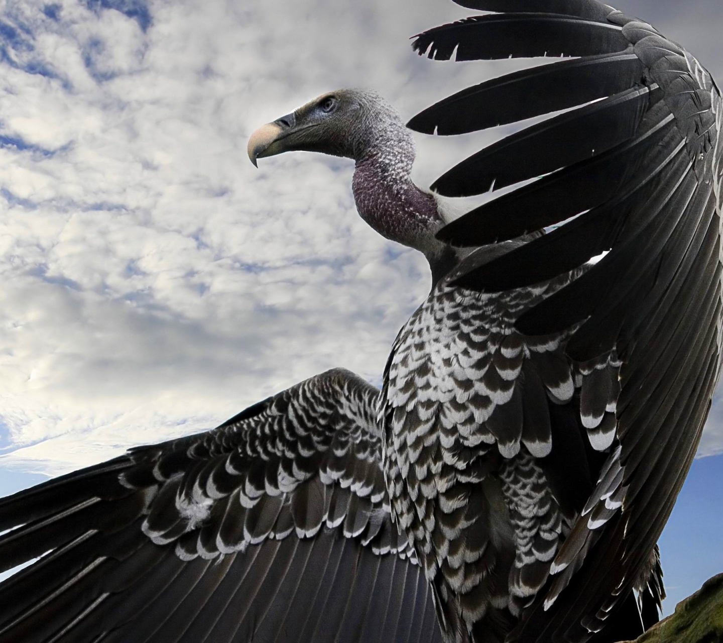 Breathtaking Condor Animal