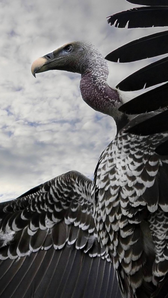 Breathtaking Condor Animal