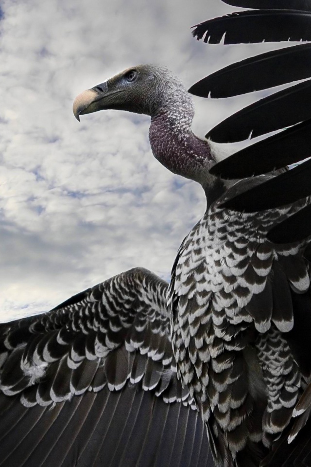 Breathtaking Condor Animal