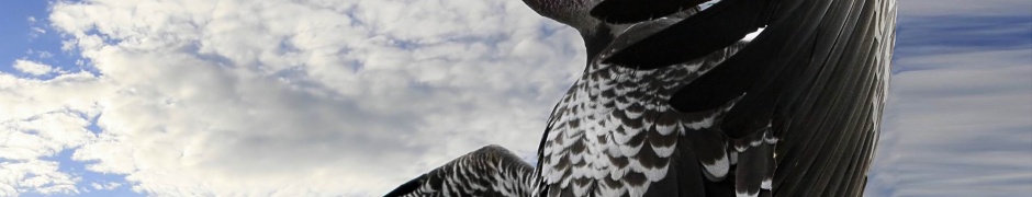 Breathtaking Condor Animal