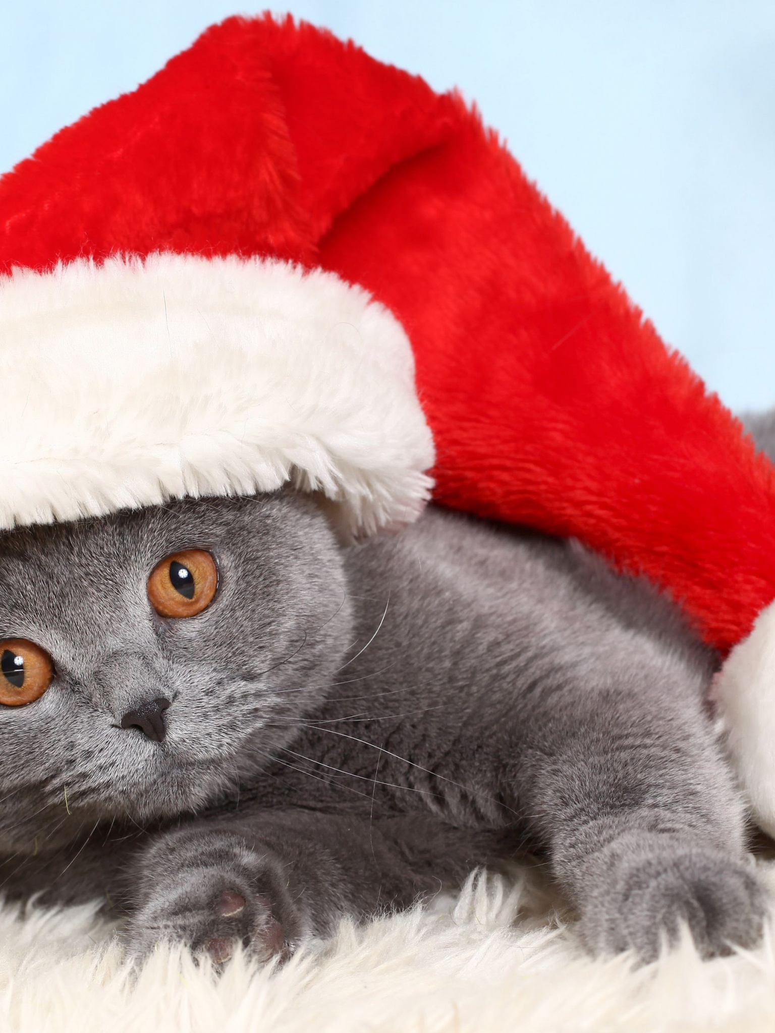 British Cat In Red Christmas Cap