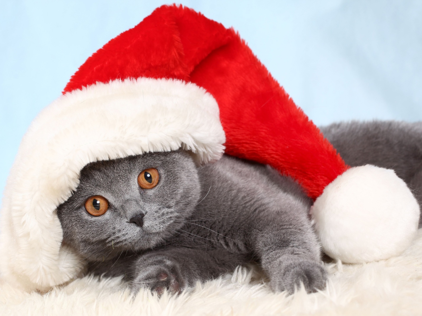 British Cat In Red Christmas Cap