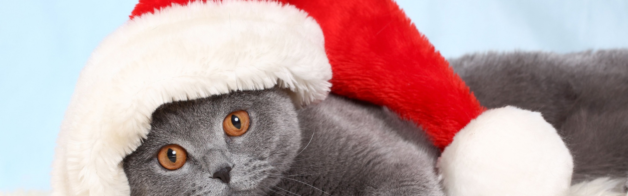 British Cat In Red Christmas Cap