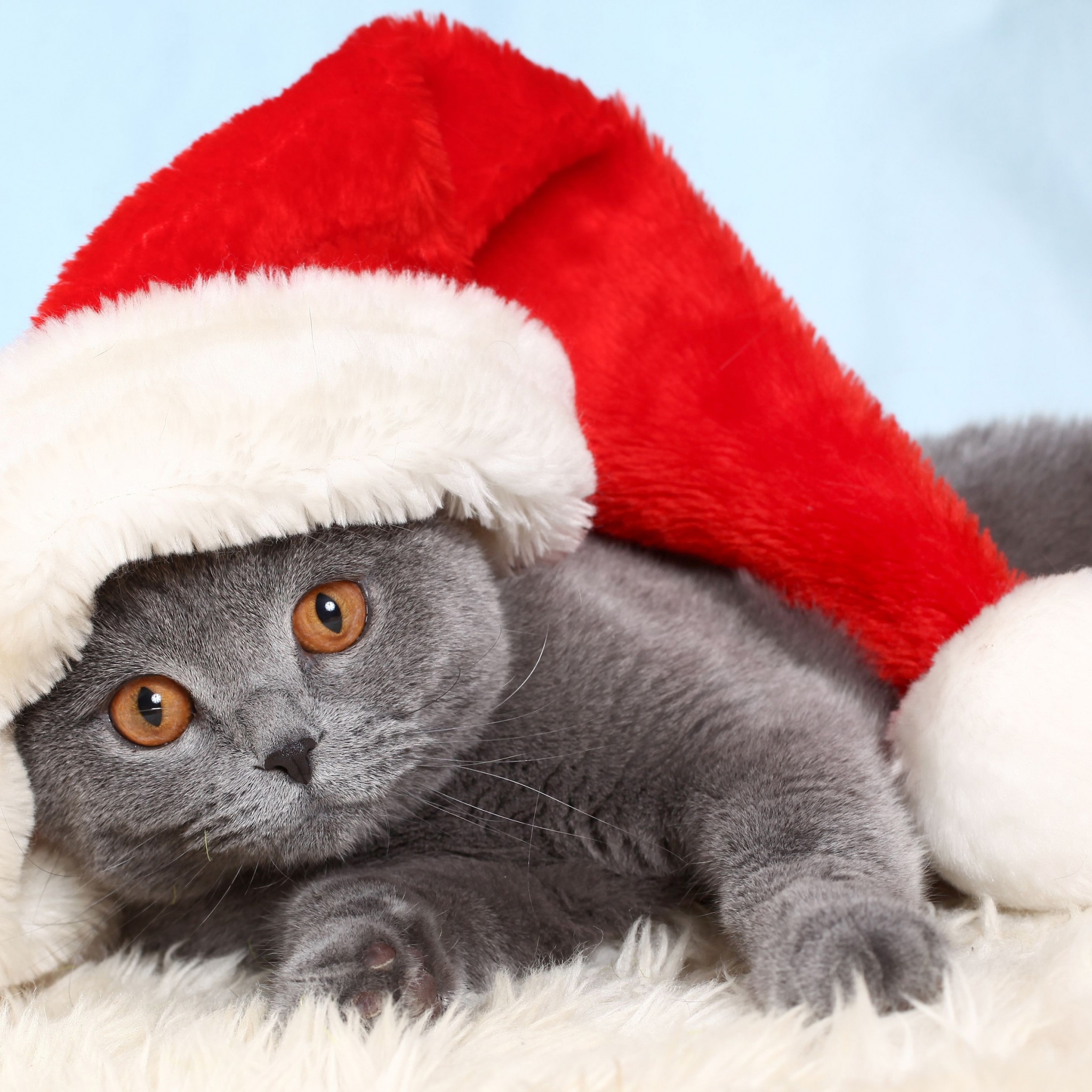 British Cat In Red Christmas Cap