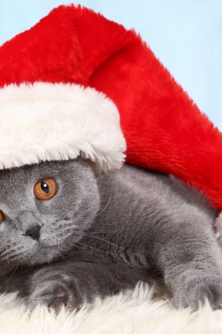 British Cat In Red Christmas Cap