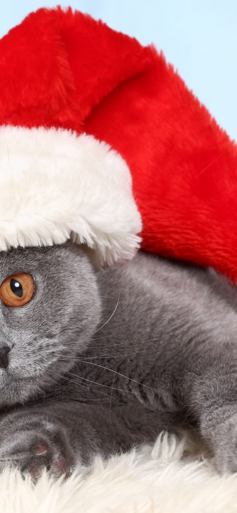 British Cat In Red Christmas Cap