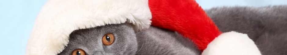 British Cat In Red Christmas Cap