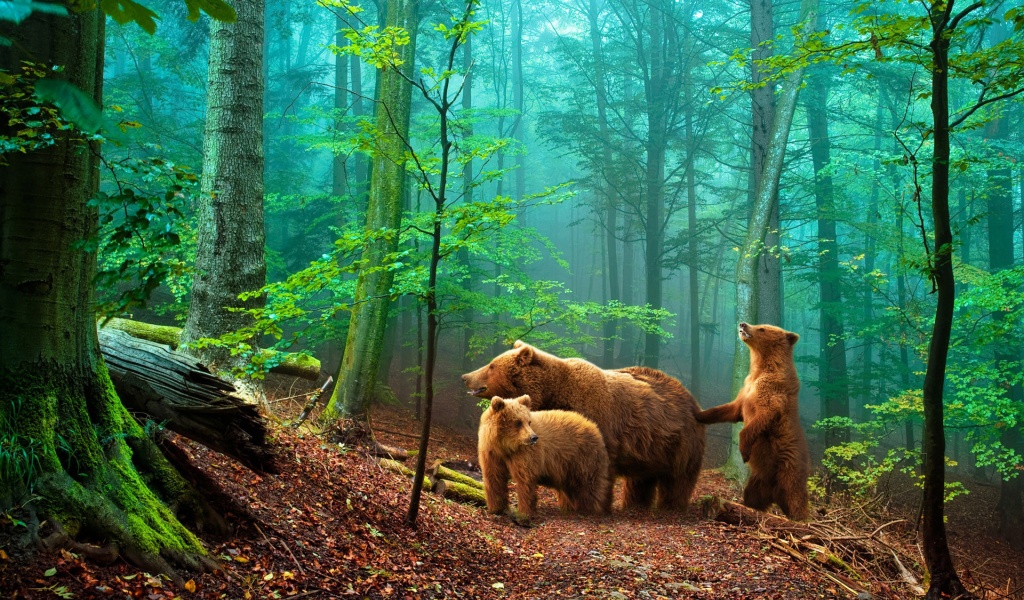 Brown Bears In The Forest