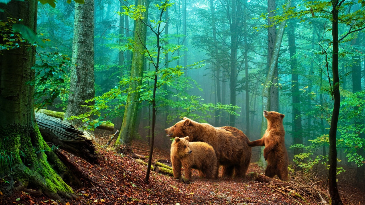 Brown Bears In The Forest