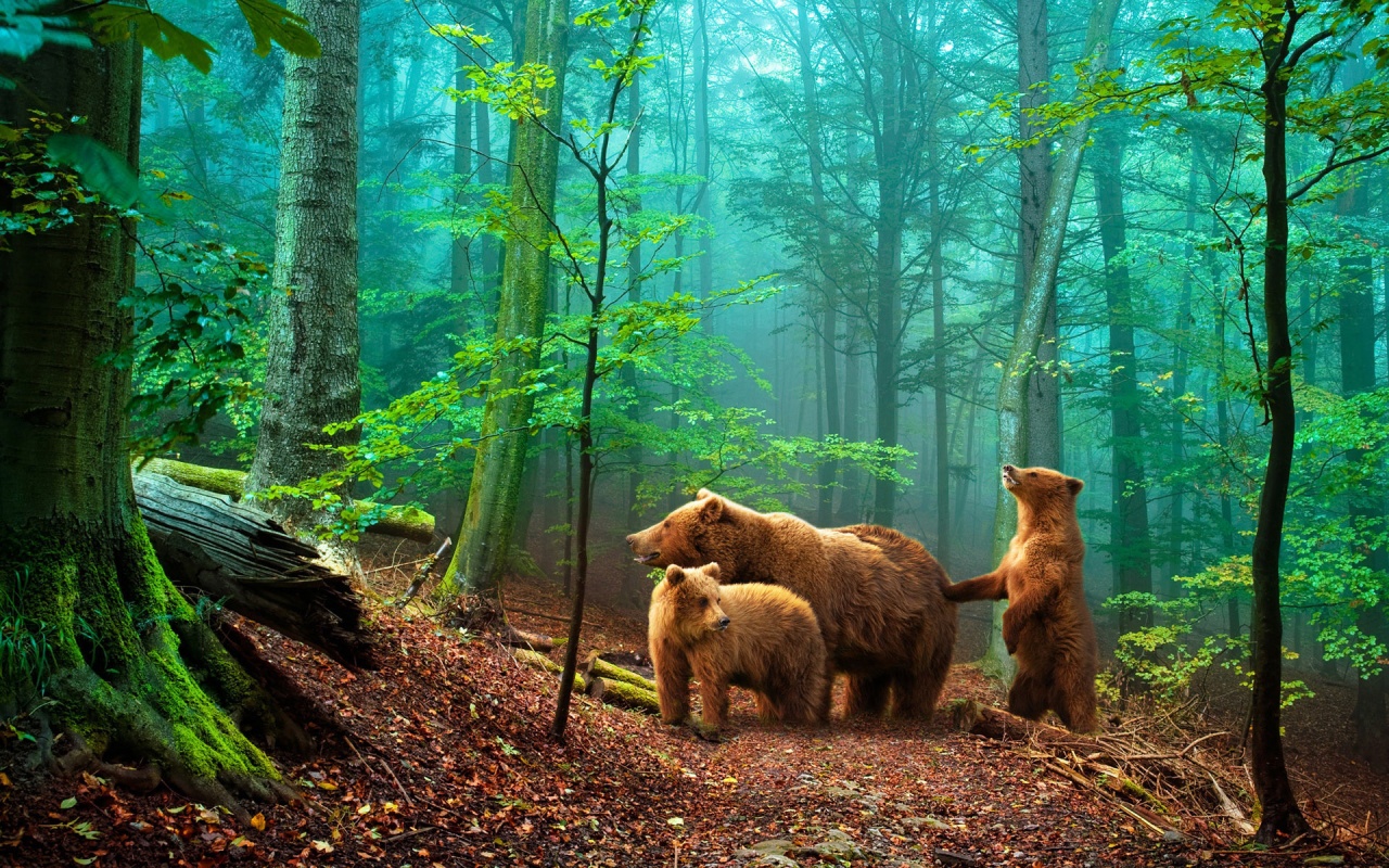 Brown Bears In The Forest