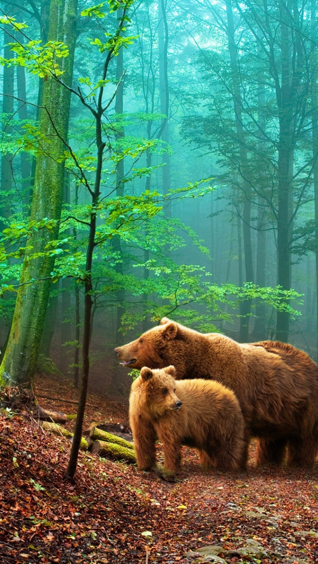 Brown Bears In The Forest