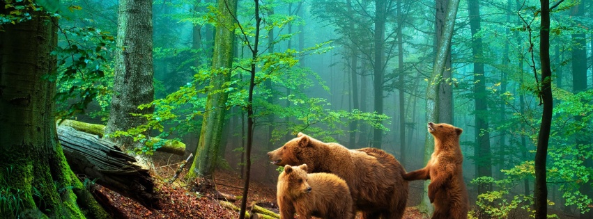 Brown Bears In The Forest