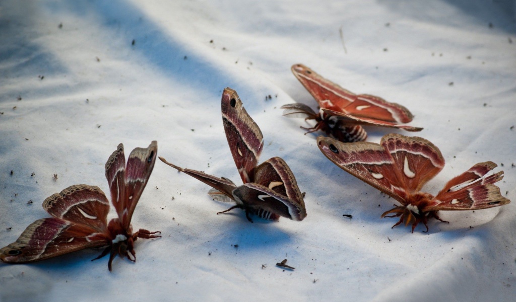 Butterflies Animal Wallpaper