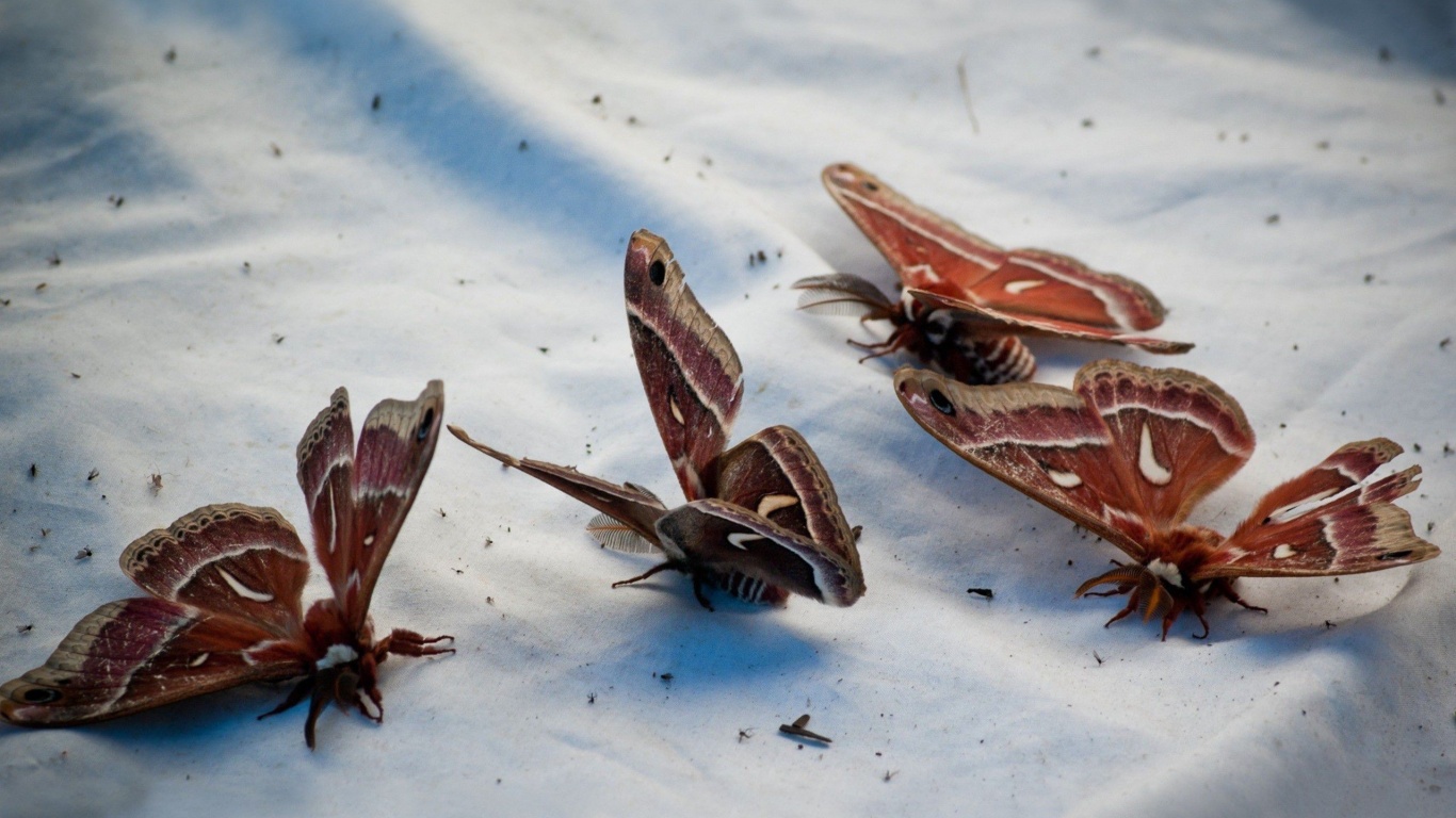 Butterflies Animal Wallpaper