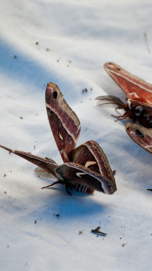 Butterflies Animal Wallpaper