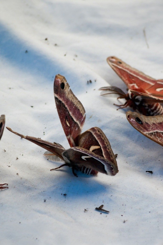 Butterflies Animal Wallpaper