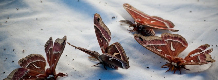 Butterflies Animal Wallpaper