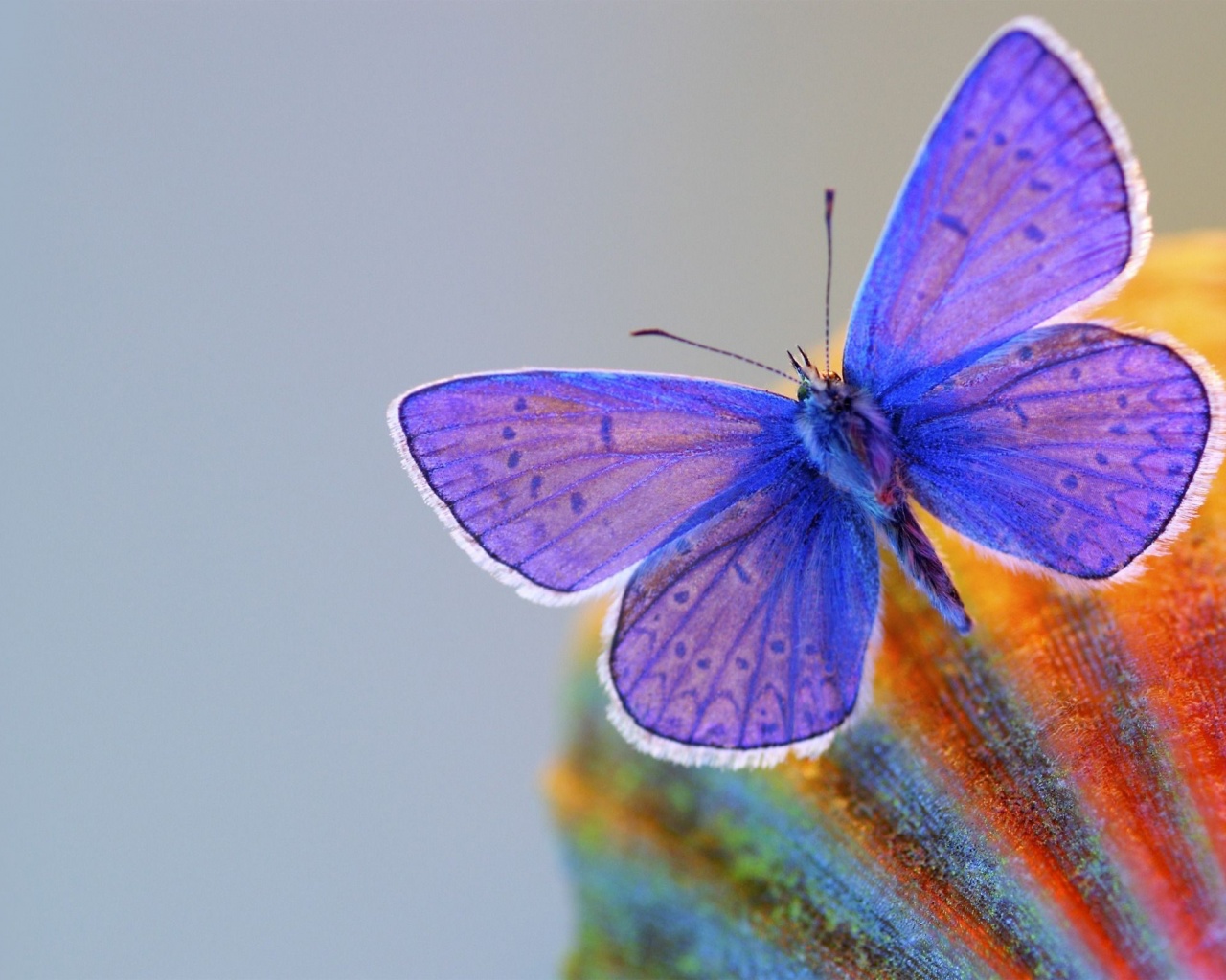 Butterfly Blue Animal