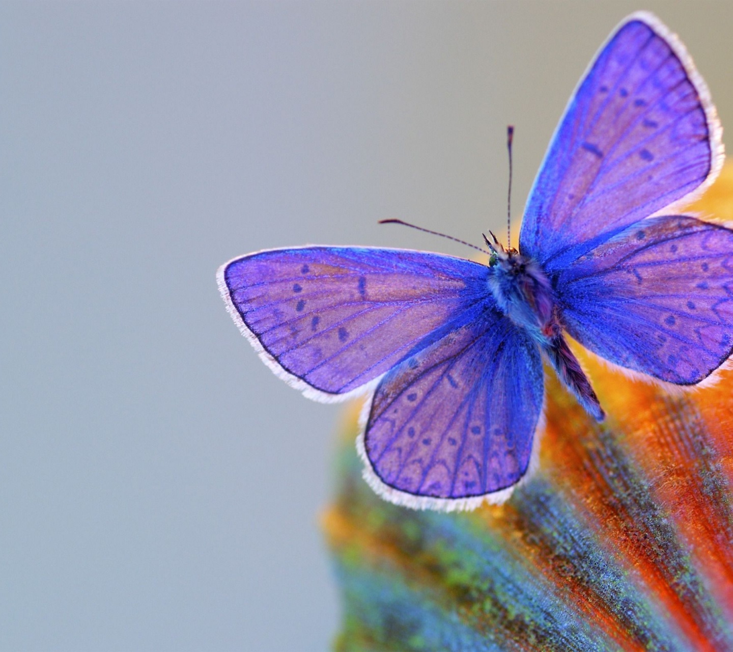 Butterfly Blue Animal