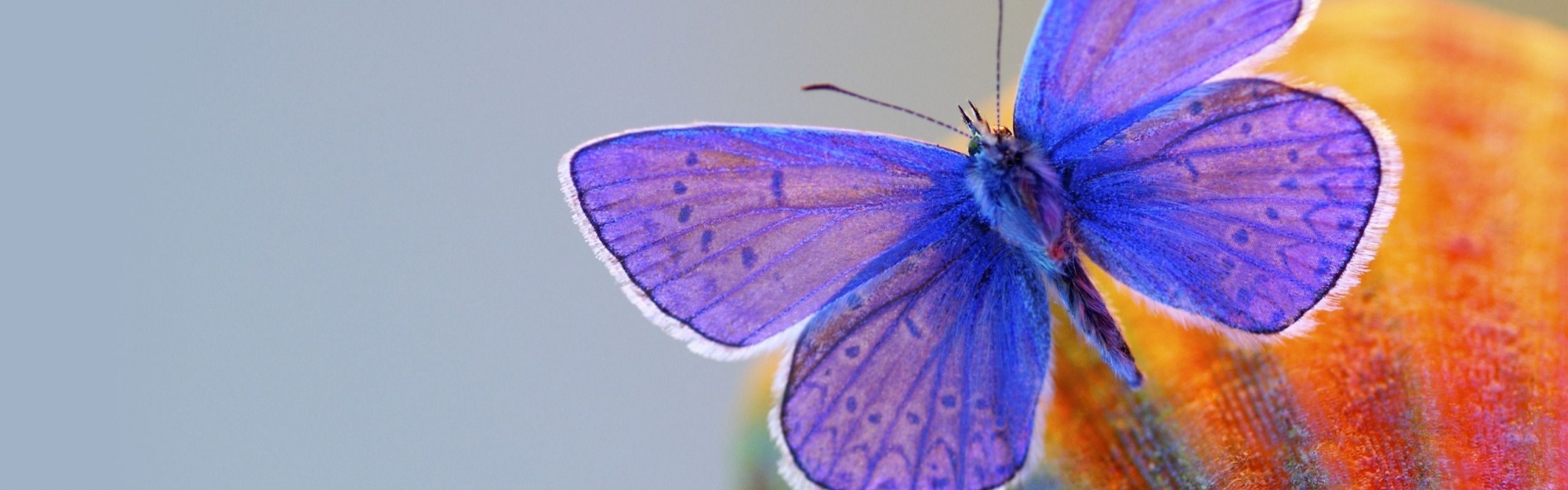 Butterfly Blue Animal