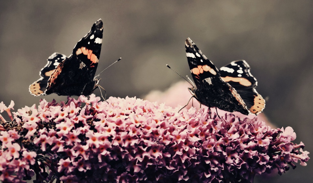 Butterfly Flower Flower Beauty