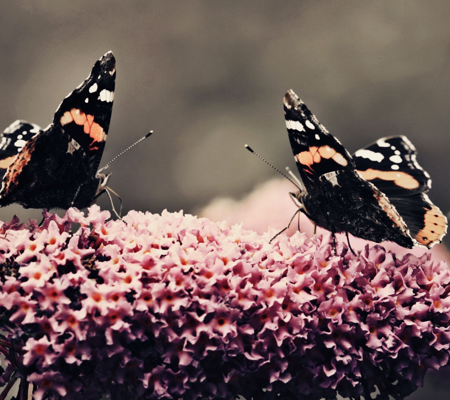 Butterfly Flower Flower Beauty