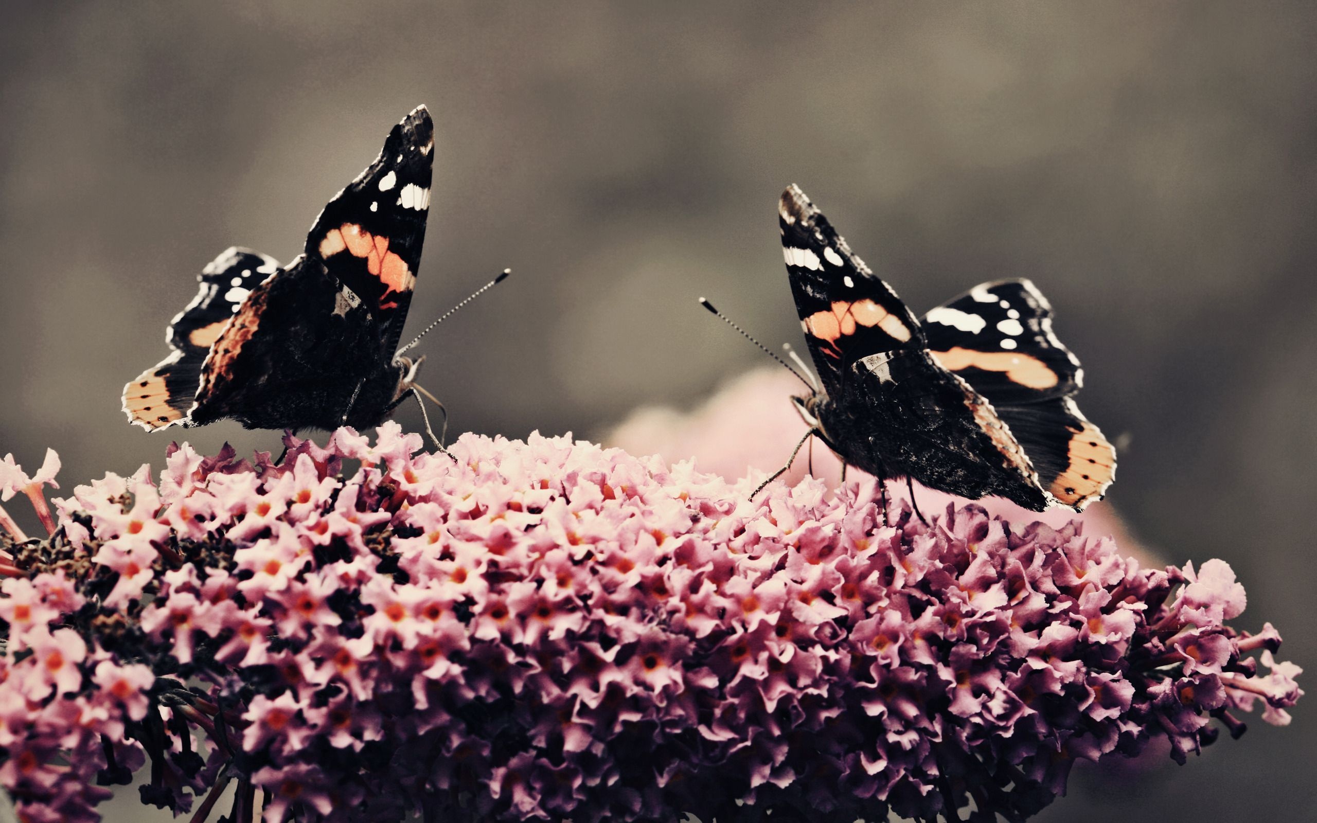 Butterfly Flower Flower Beauty