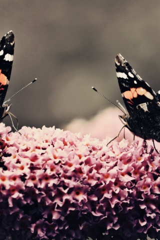 Butterfly Flower Flower Beauty