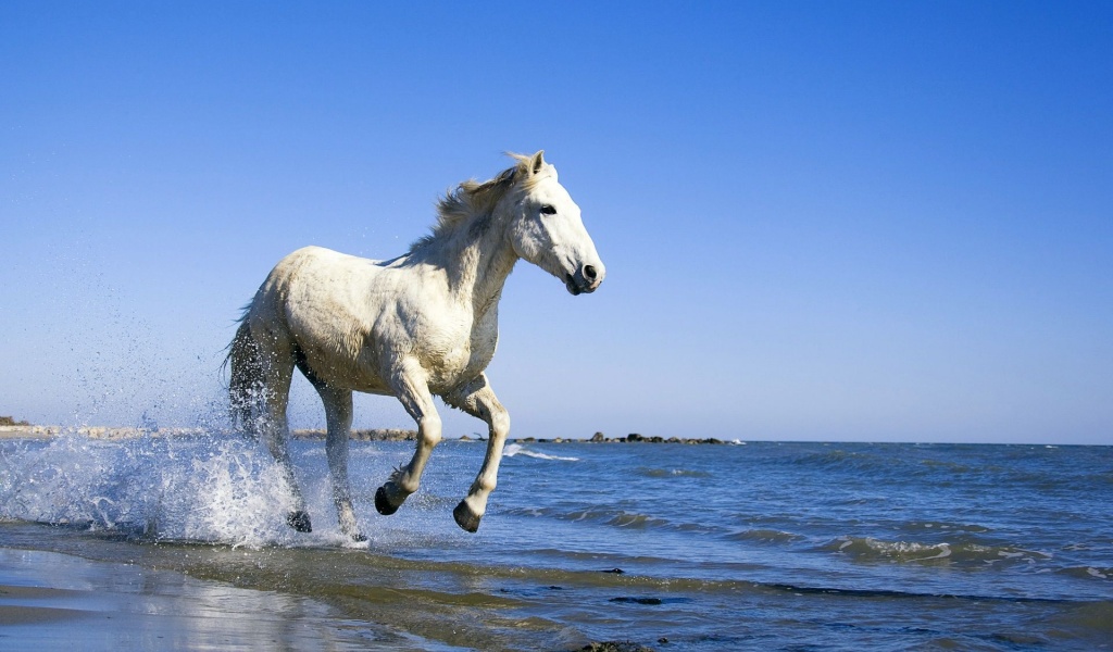 Camargue White Horse