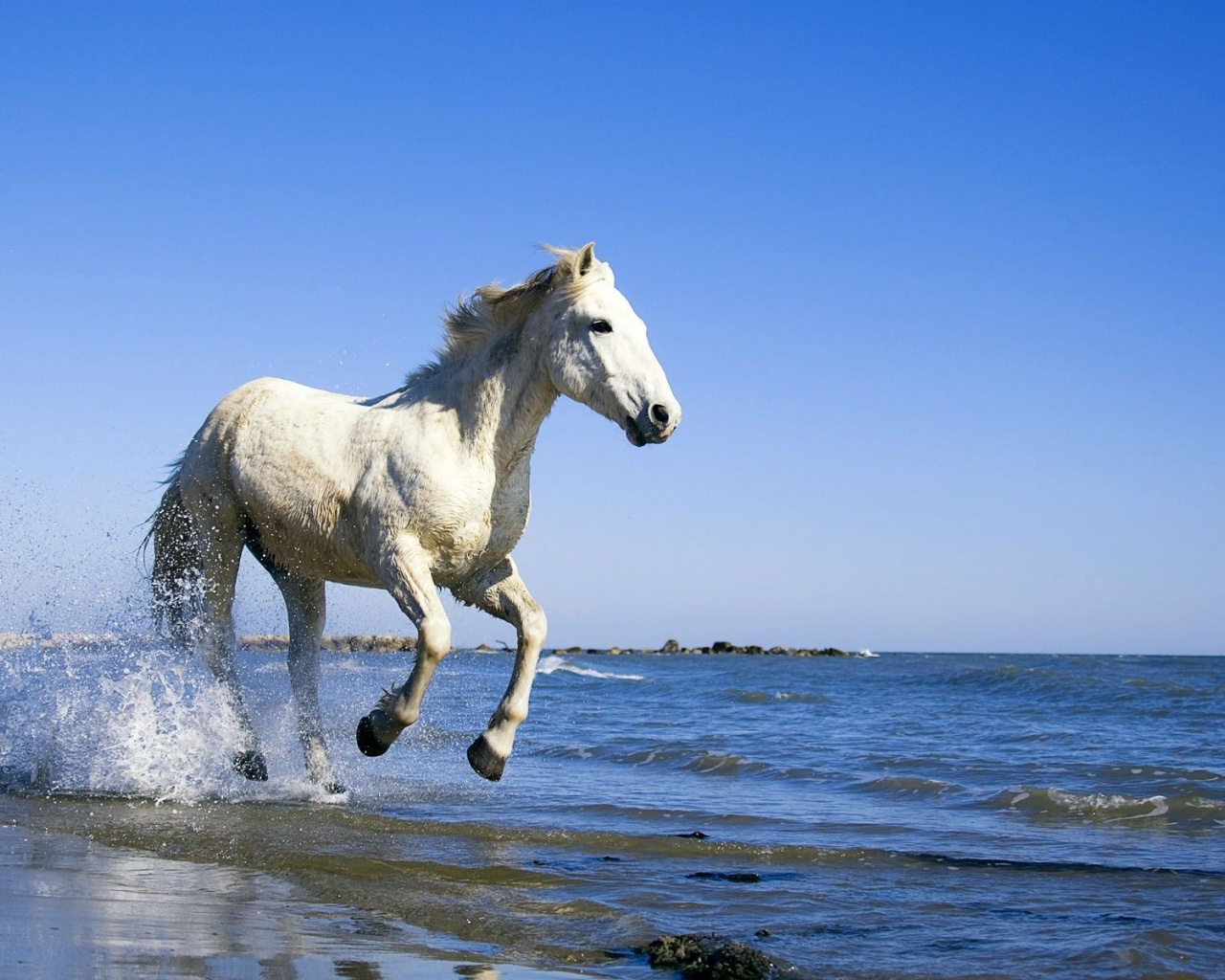 Camargue White Horse