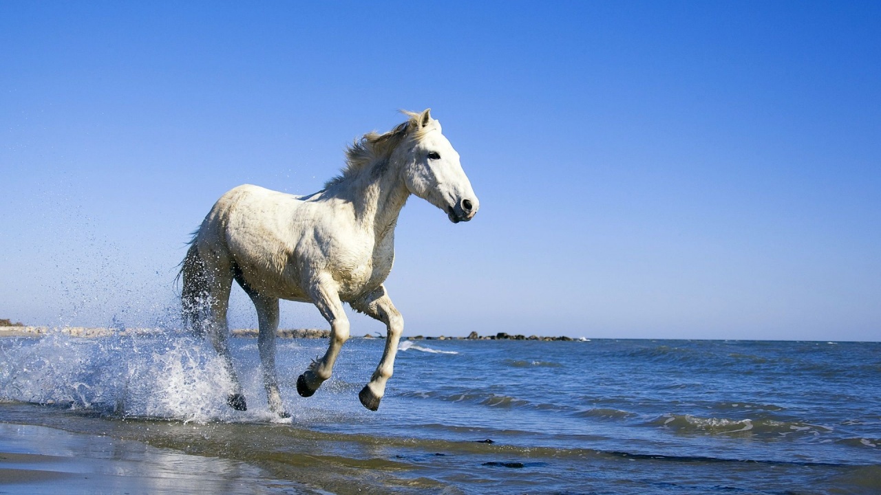 Camargue White Horse