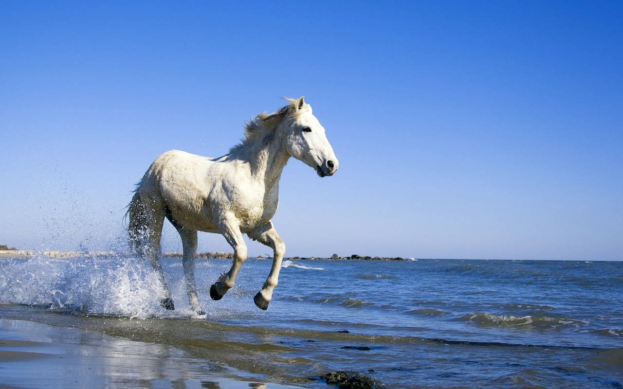 Camargue White Horse