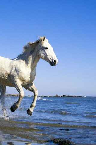 Camargue White Horse