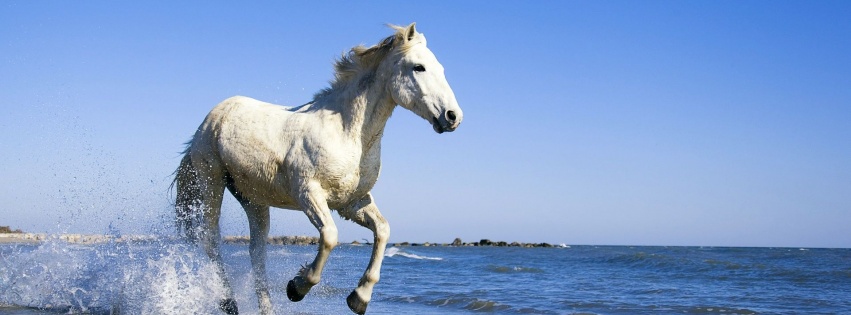 Camargue White Horse