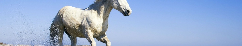 Camargue White Horse