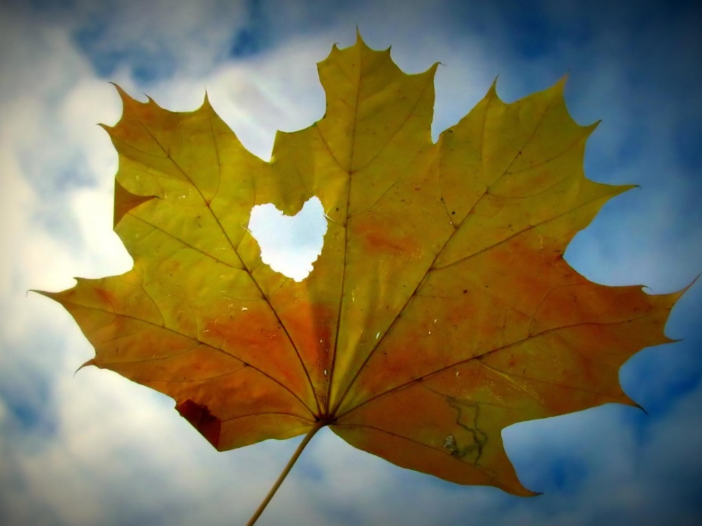 Canadian Maple Leaf Valentines Day