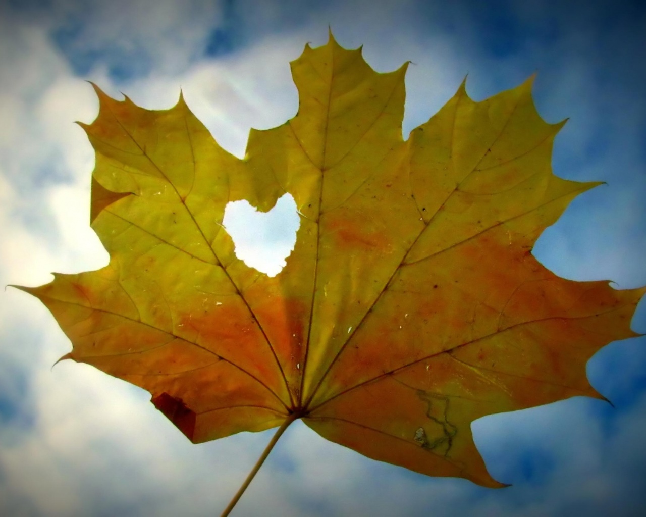 Canadian Maple Leaf Valentines Day