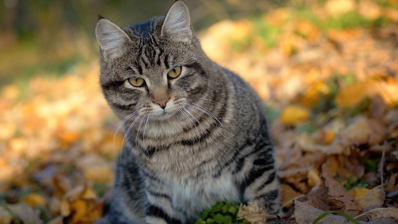 Cat And Autumn Leaves