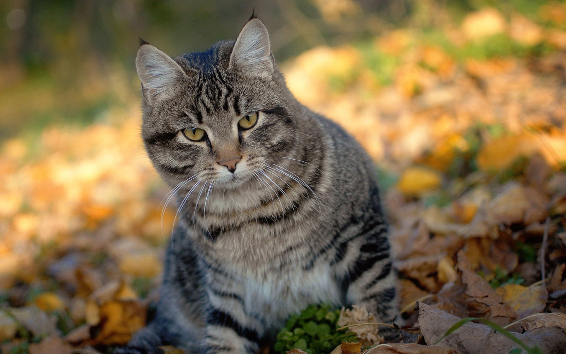 Cat And Autumn Leaves