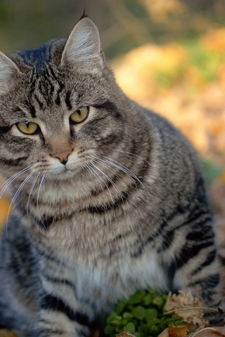 Cat And Autumn Leaves