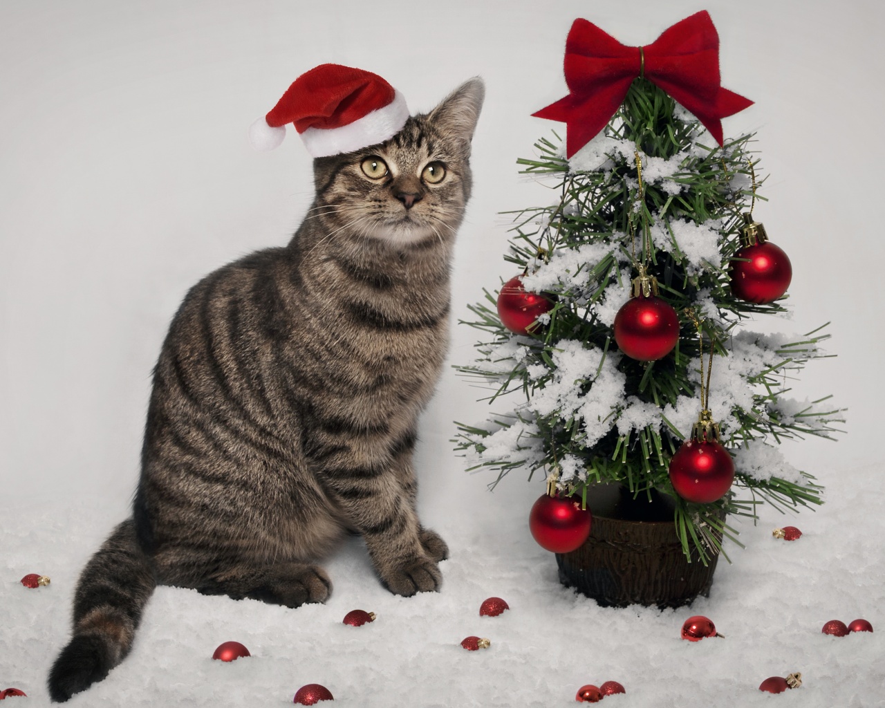 Cat And Christmas Tree