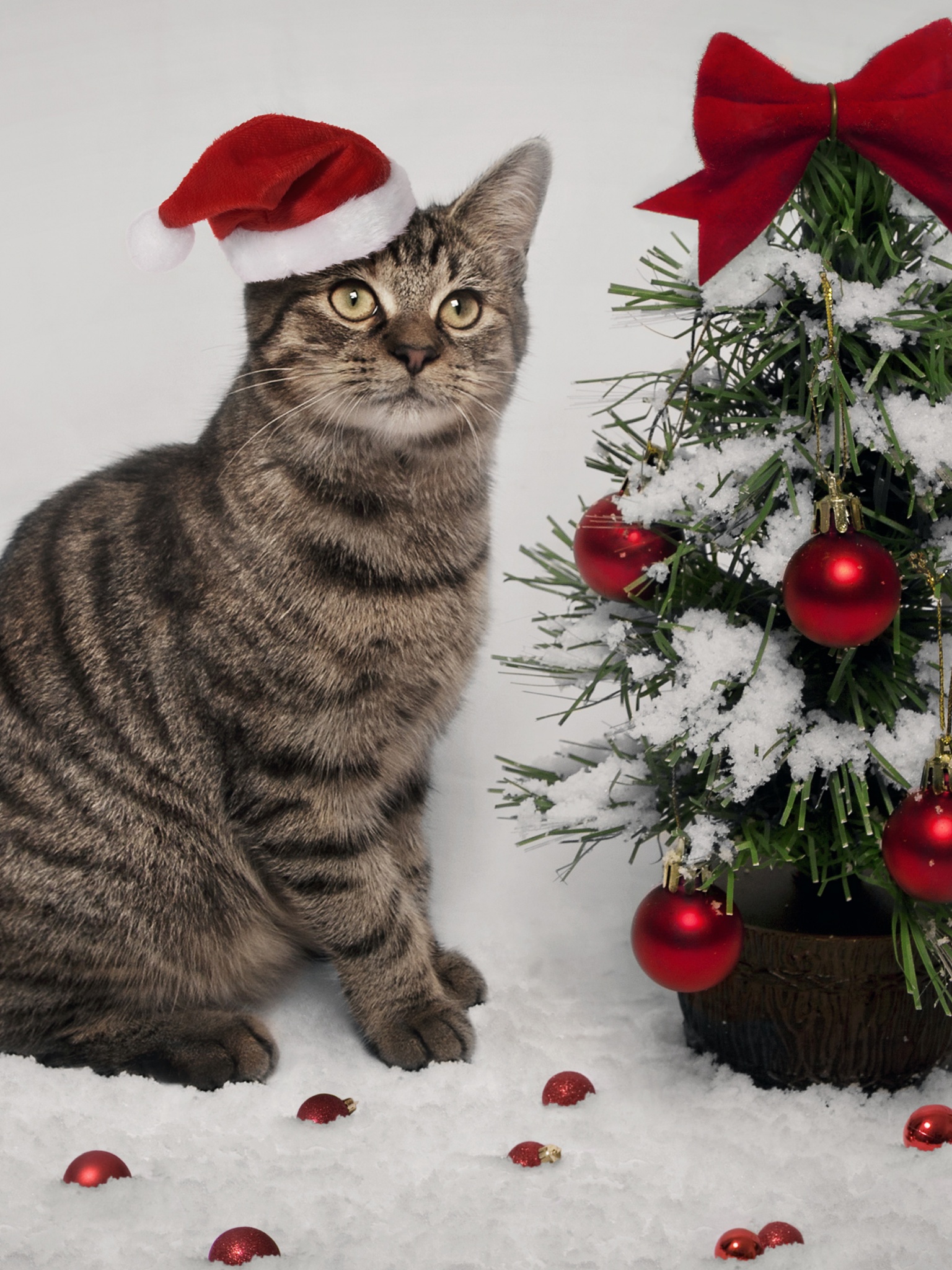 Cat And Christmas Tree