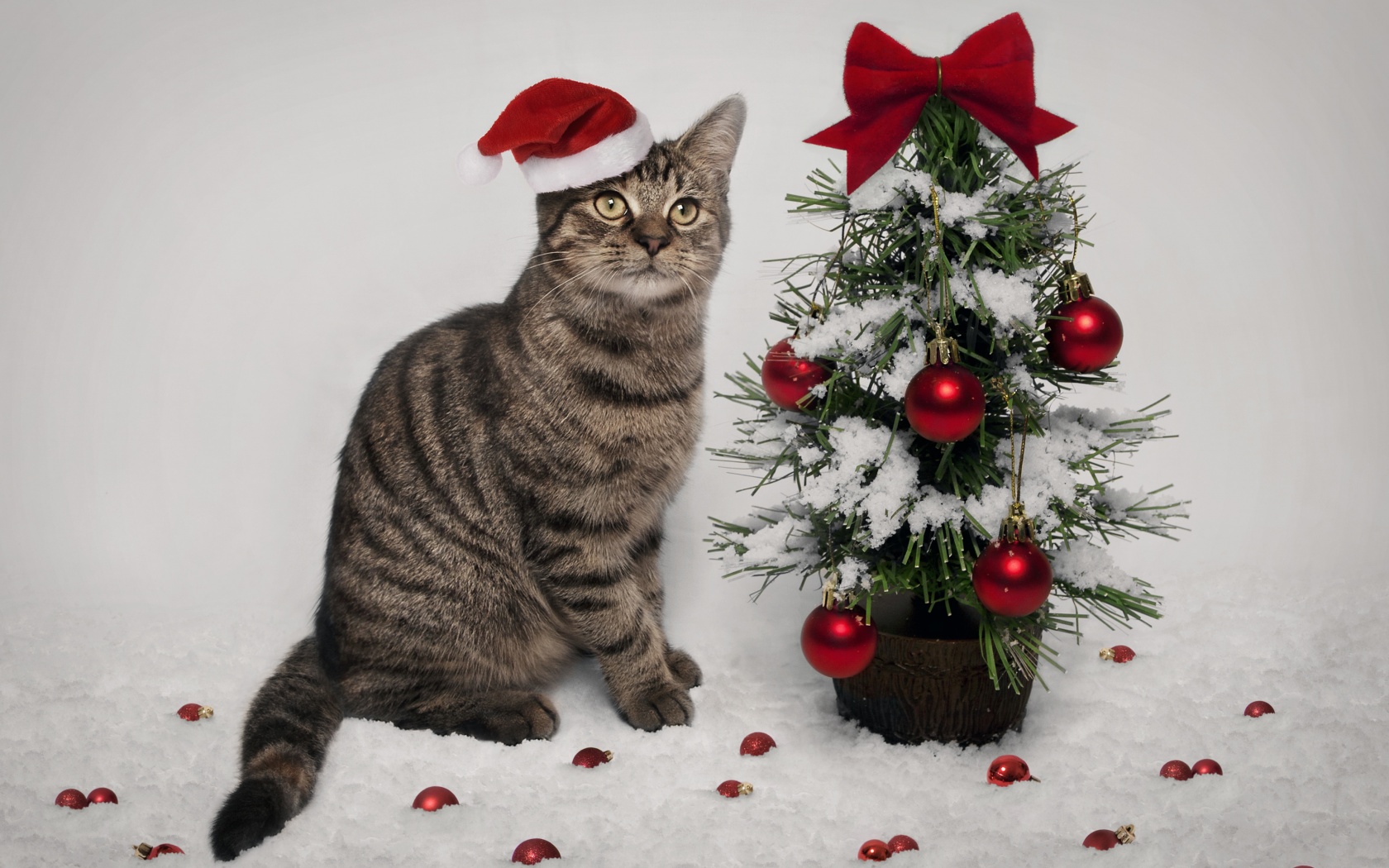 Cat And Christmas Tree