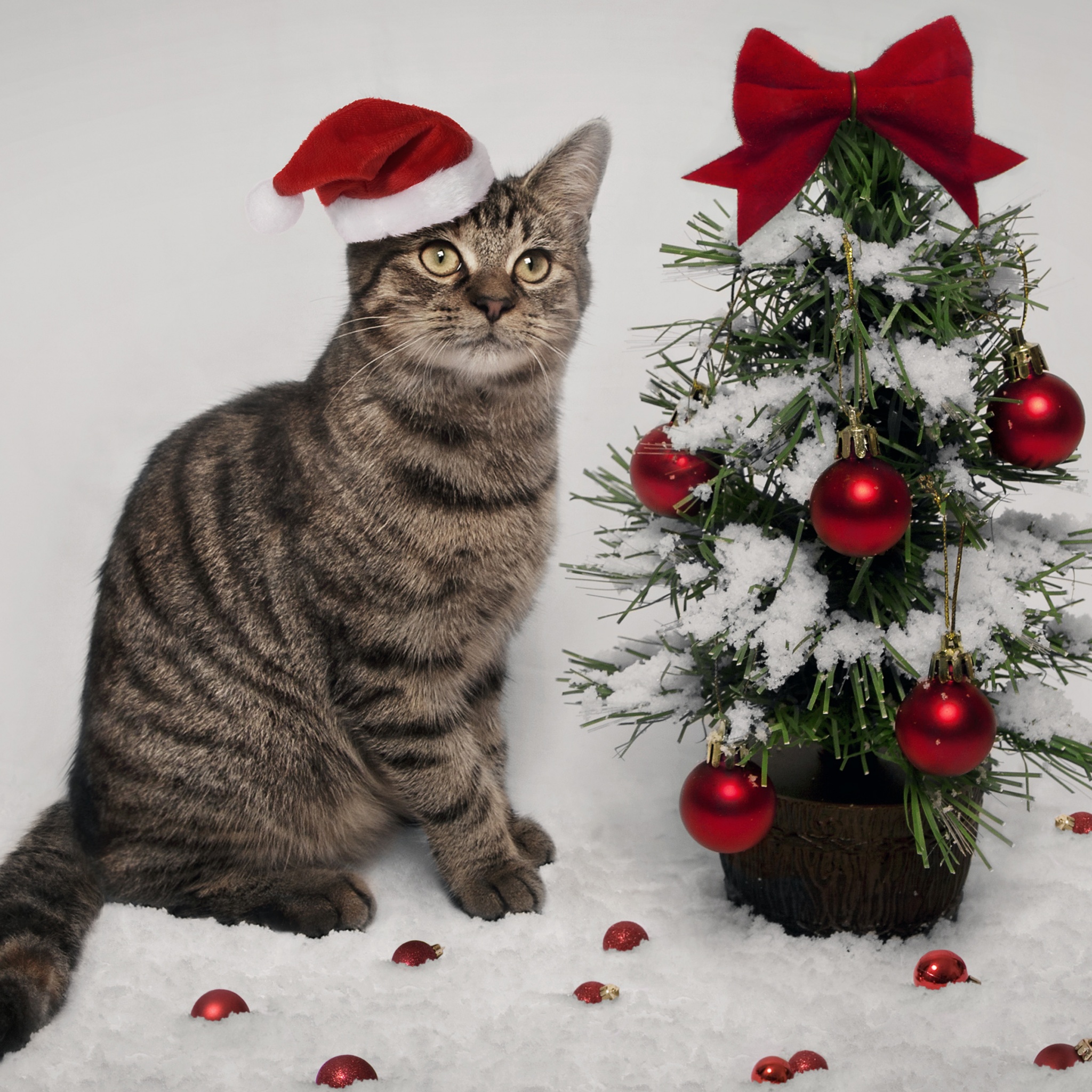 Cat And Christmas Tree