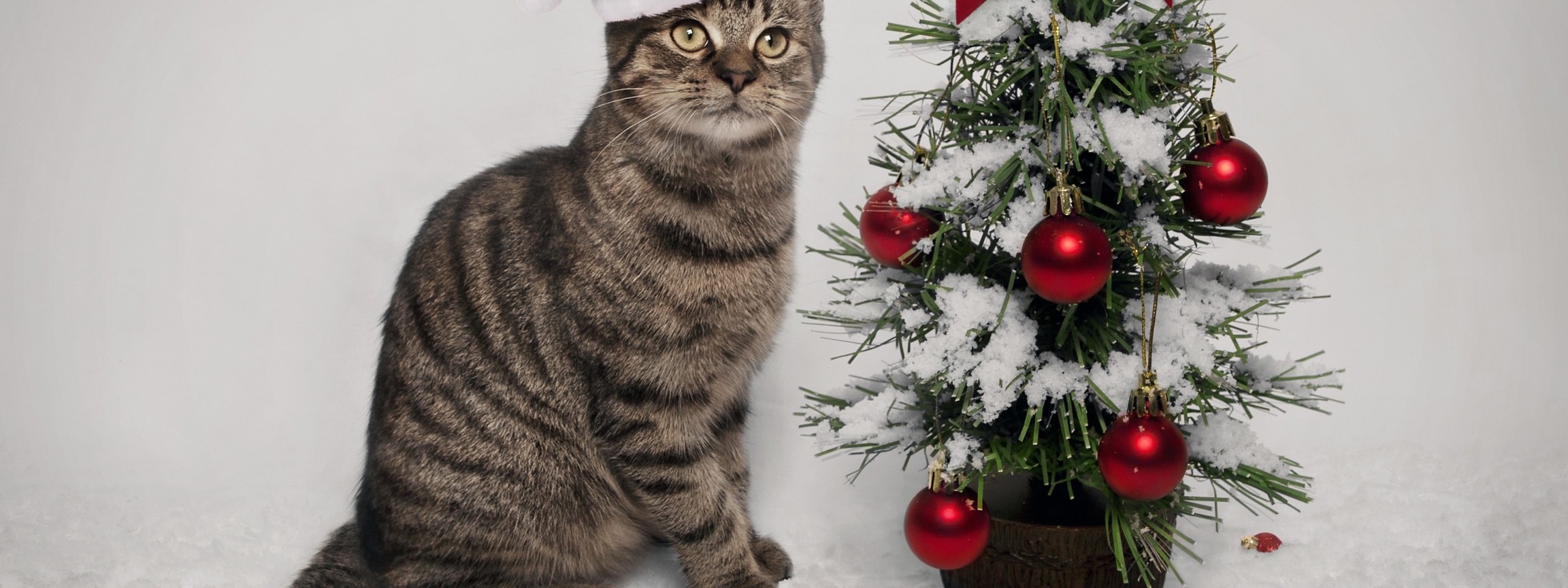 Cat And Christmas Tree