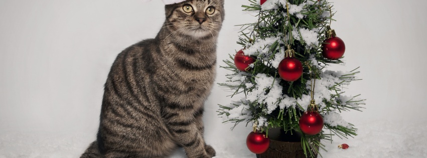 Cat And Christmas Tree