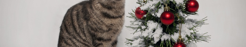 Cat And Christmas Tree