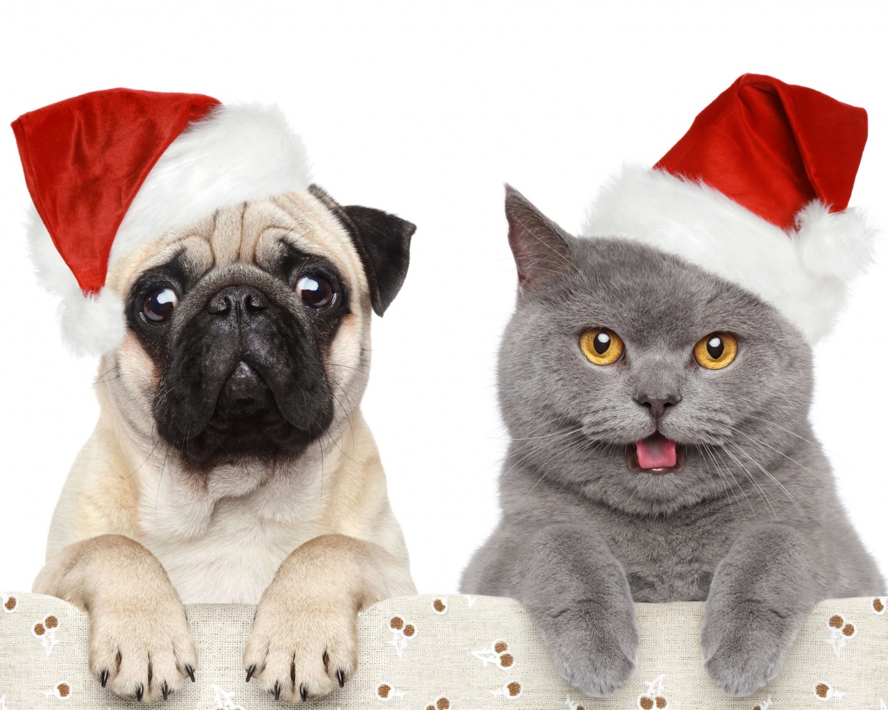 Cat Dog Funny Christmas