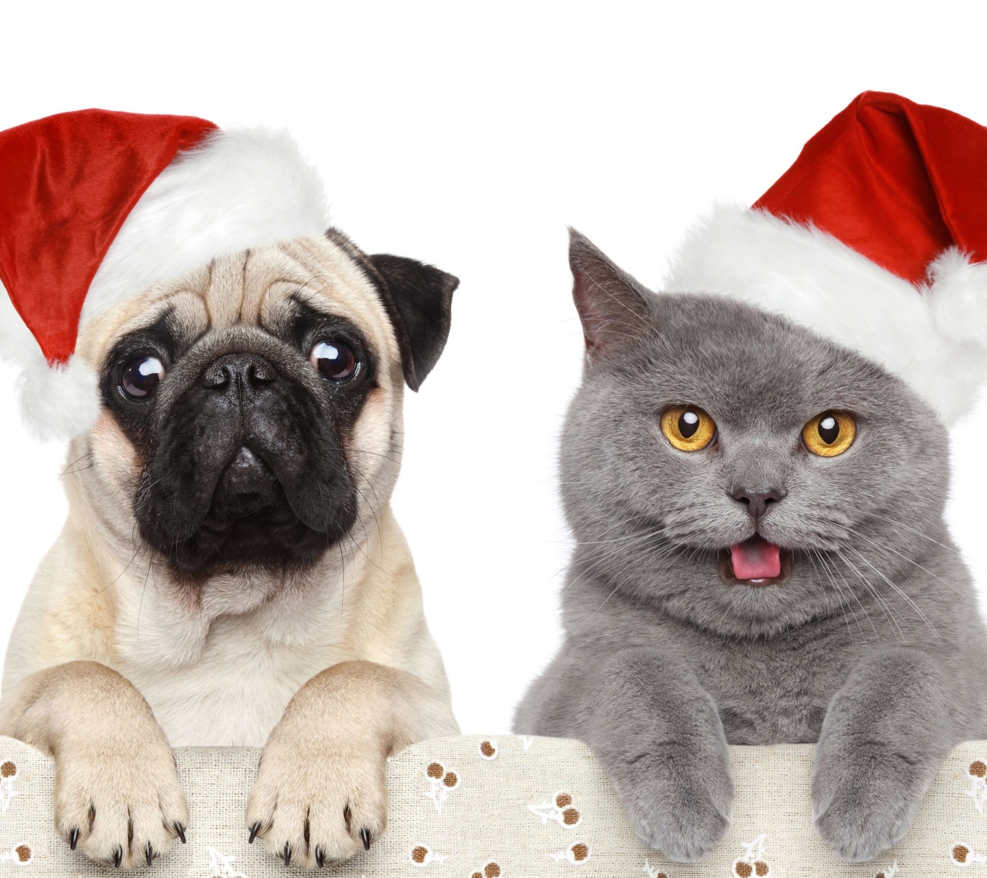 Cat Dog Funny Christmas