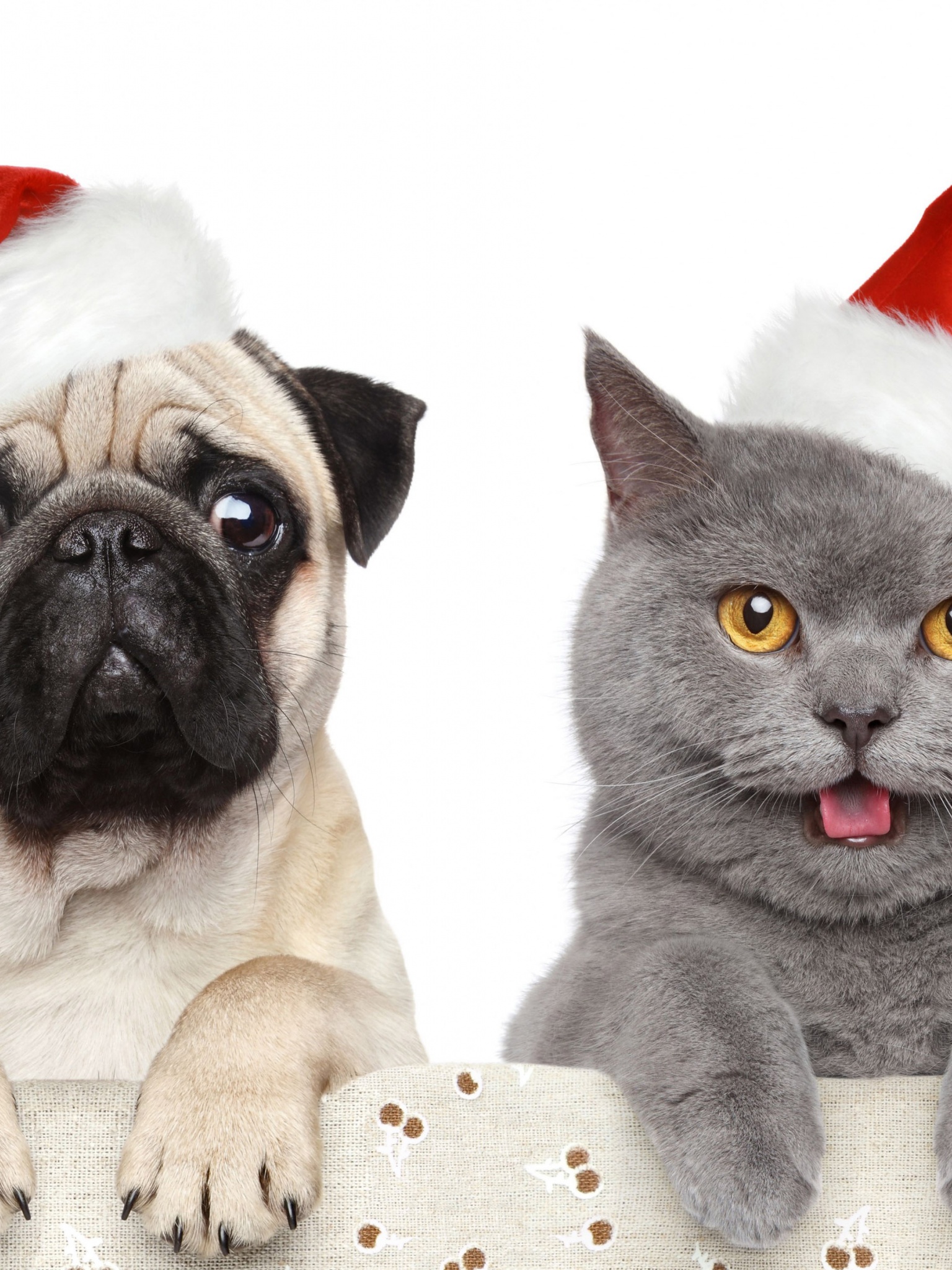 Cat Dog Funny Christmas